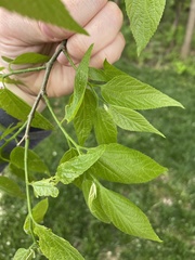 Celtis laevigata
