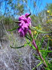 Trichostema lanatum