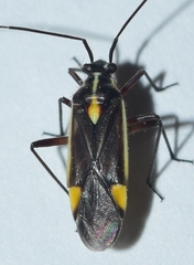 Capsodes sulcatus