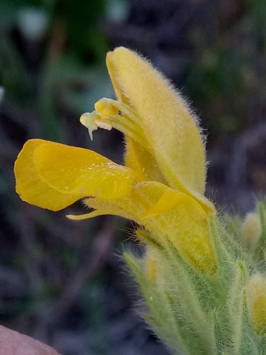 Phlomis crinita subsp. mauritanica image