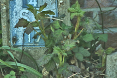 Rubus