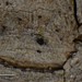 Bogoriella subfallens - Photo (c) conabio_bancodeimagenes, alguns direitos reservados (CC BY-NC-ND), uploaded by conabio_bancodeimagenes