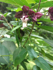 Clerodendrum fortunatum
