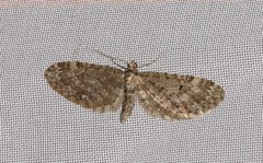 Eupithecia annulata