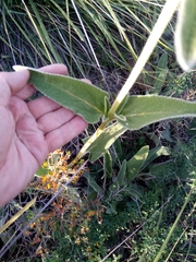 Phlomis crinita subsp. mauritanica image