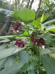 Clerodendrum fortunatum