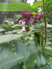Clerodendrum fortunatum