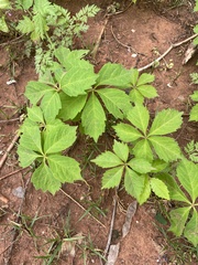 Parthenocissus quinquefolia