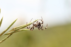Araneus grossus