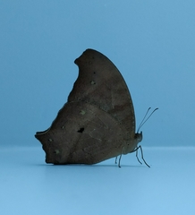 Melanitis leda