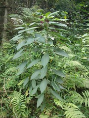 Clerodendrum fortunatum