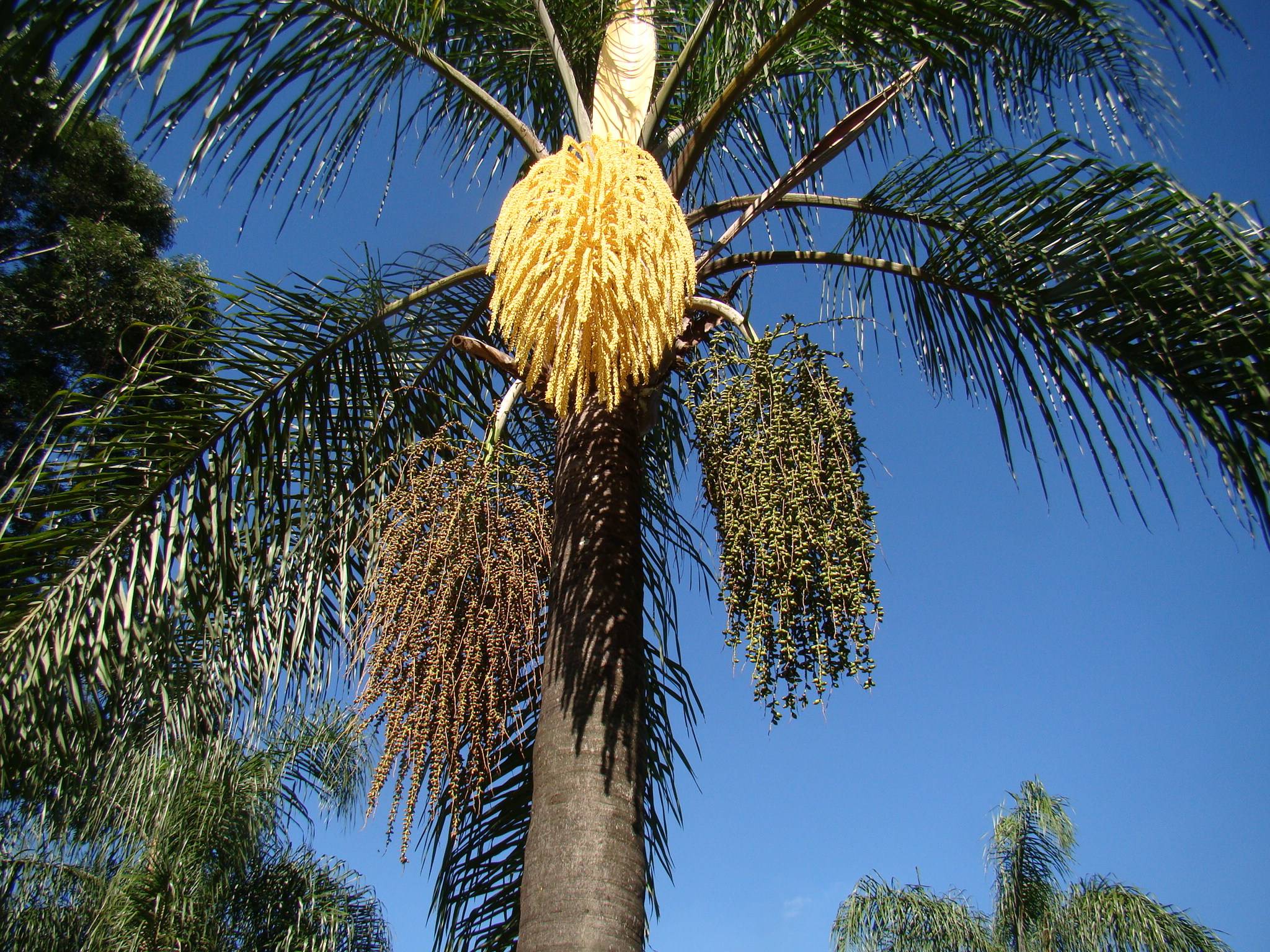 Syagrus romanzoffiana