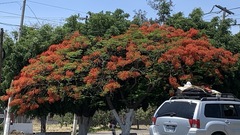 Delonix regia