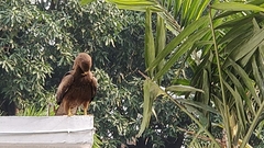 Milvus migrans