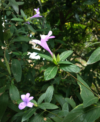 Barleria cristata