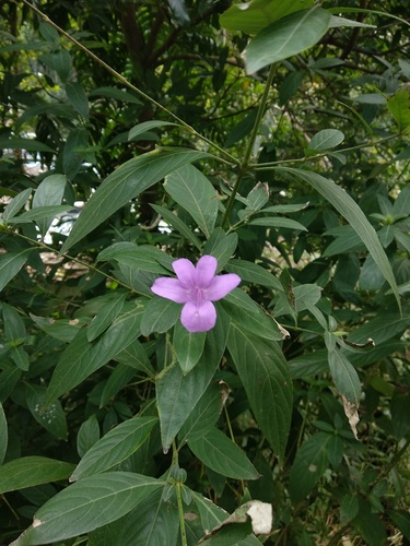 Barleria cristata