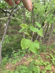 Cercis