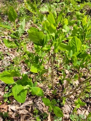 Dirca palustris