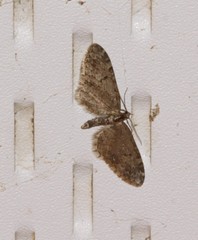 Eupithecia annulata