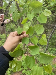 Cercis