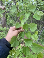 Cercis