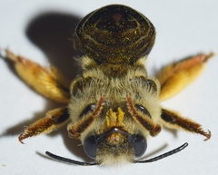 Eucera notata