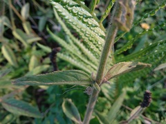 Pogostemon auricularius