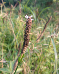 Pogostemon auricularius