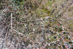 Cotoneaster microphyllus
