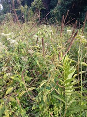 Pogostemon auricularius