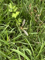 Tipula