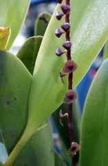 Stelis purpurascens