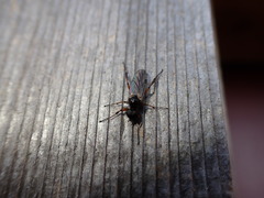 Bibio xanthopus