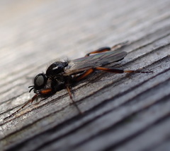 Bibio xanthopus