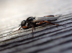 Bibio xanthopus