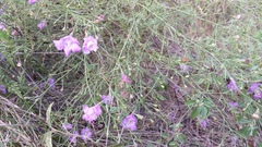 Agalinis strictifolia