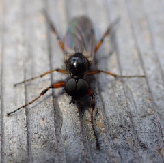 Bibio xanthopus