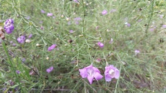Agalinis strictifolia