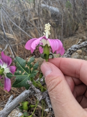 Malva assurgentiflora glabra