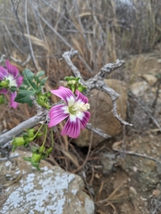 Malva assurgentiflora glabra