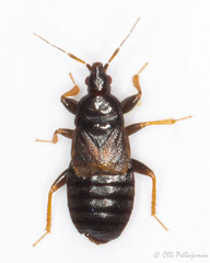 Xylocoris