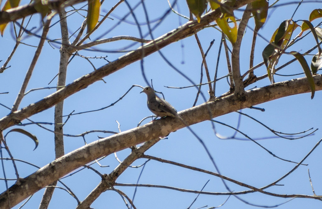 Plain-breasted Ground Dove