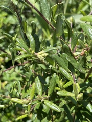 Lonicera subspicata subspicata