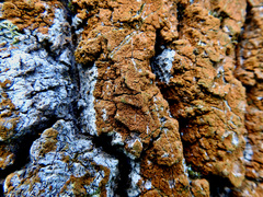 Trentepohlia umbrina