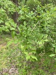 Ligustrum