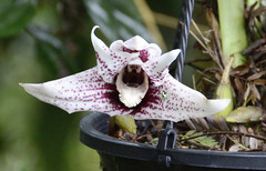 Maxillaria grandis