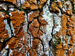 Trentepohlia umbrina