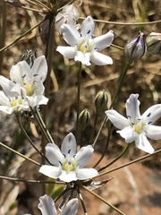 Triteleia lilacina