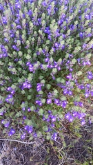 Scutellaria wrightii