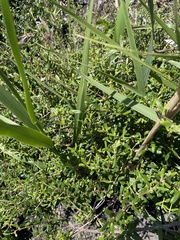 Lonicera subspicata subspicata